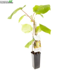 Actinidia Deliciosa 'Jenny' -Tuin Blik Verkoopwinkel actinidia deliciosa jenny 1500x1500 6209371519f2d l
