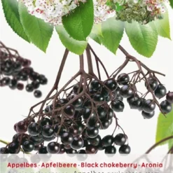 Tuin Blik Verkoopwinkel 20 Aronia Melanocarpa Appelbes Op Stam