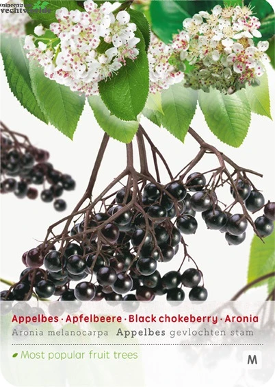 Aronia Melanocarpa Appelbes Op Stam 1 Aronia Melanocarpa Appelbes Op Stam