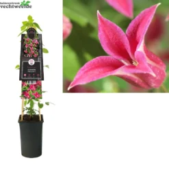 Clematis Princess Diana P16 3.0