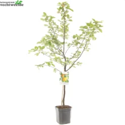 Cydonia Oblonga -Tuin Blik Verkoopwinkel cydonia oblonga 1500x1500 62093e1e9538b l