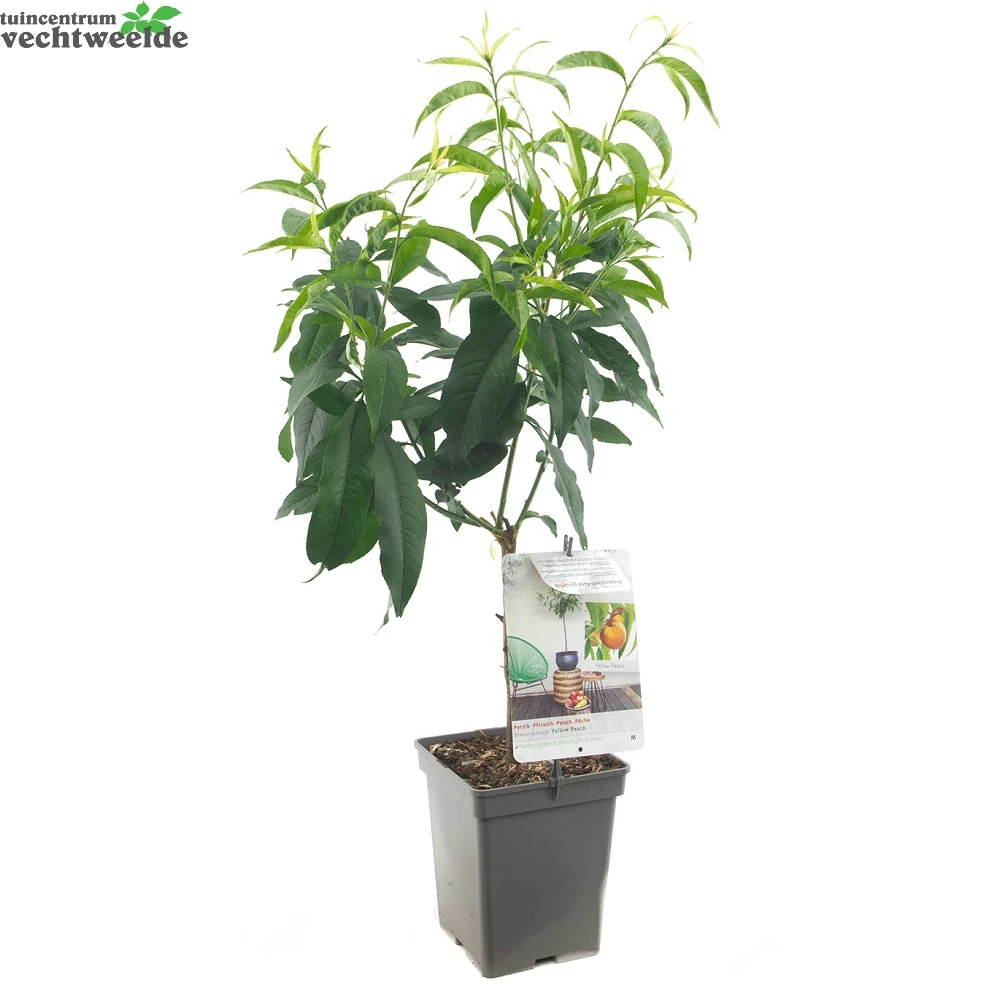 Dwergperzik 'Yellow Peach' 2 Dwergperzik 'Yellow Peach' - Afbeelding 2