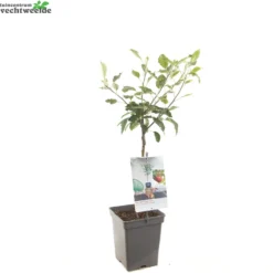 Malus D. 'Cox's Orange Pippin' -Tuin Blik Verkoopwinkel malus d cox s orange pippin 1500x1500 620937c96877d l