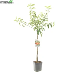 Malus D. 'Rode Boskoop' -Tuin Blik Verkoopwinkel malus d rode boskoop 1500x1500 62093e19eb664 l