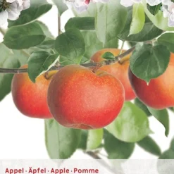 Malus D. 'Rode Boskoop'