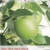 Malus Dom. Granny Smith P27 H120cm