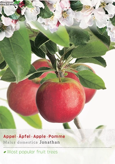 Malus Dom. Jonathan Halfstam P27 1 Malus Dom. Jonathan Halfstam P27