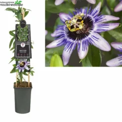 Passiflora Damsels Delight 3.0 P16