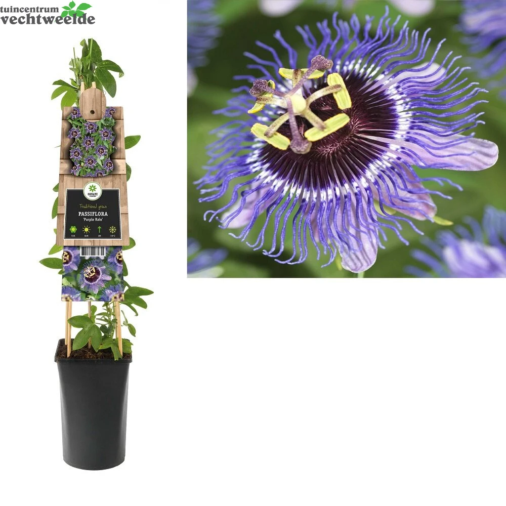 Passiflora Purple Rain P16 3.0 1 Passiflora Purple Rain P16 3.0