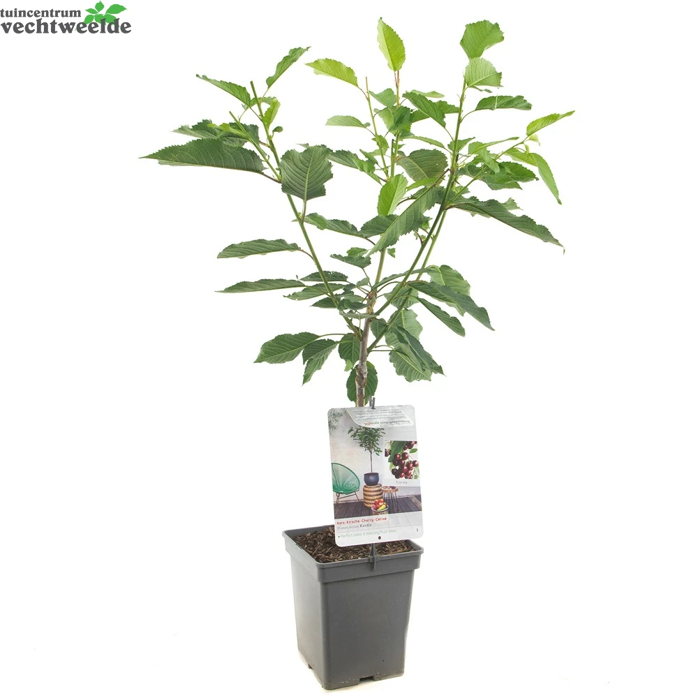 Prunus A. 'Kordia' 2 Prunus A. 'Kordia' - Afbeelding 2