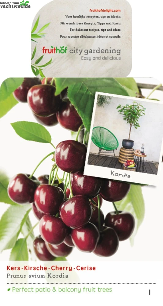 Prunus A. 'Kordia' 1 Prunus A. 'Kordia'