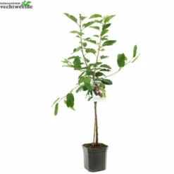 Prunus Av Regina WT P24
