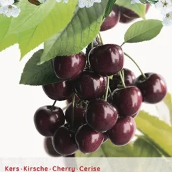 Prunus Avium Burlatstruik P24