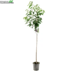 Tuin Blik Verkoopwinkel -Tuin Blik Verkoopwinkel prunus avium regina p27 h120cm 1000x1000 62090a367abbd l