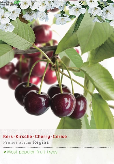 Prunus Avium Regina P27 H120cm 1 Prunus Avium Regina P27 H120cm