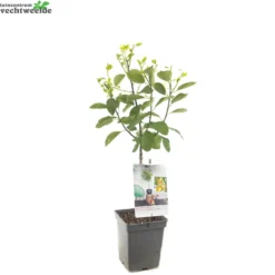 Prunus D. 'Mirabelle De Nancy' -Tuin Blik Verkoopwinkel prunus d mirabelle de nancy 1500x1500 62093ed896e1a l