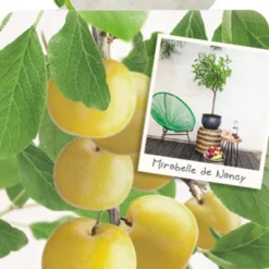 Prunus D. 'Mirabelle De Nancy'