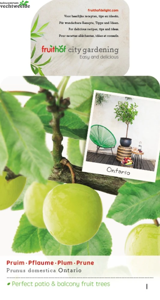 Prunus D. 'Ontario' 1 Prunus D. 'Ontario'