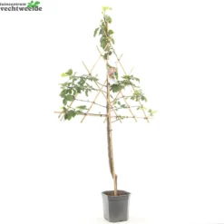 Prunus D. 'Opal' -Tuin Blik Verkoopwinkel prunus d opal 1500x1500 6209370b8bc82 l