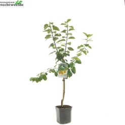 Prunus D. 'Reine Claude D'Oullins' -Tuin Blik Verkoopwinkel prunus d reine claude d oullins 1500x1500 6209370cd727c l