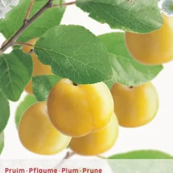 Prunus D. 'Reine Claude D'Oullins'