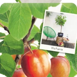 Prunus D. 'Victoria'