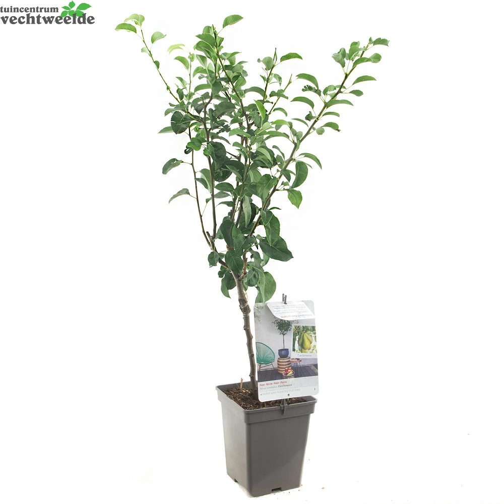 Pyrus C. 'Conference' 2 Pyrus C. 'Conference' - Afbeelding 2