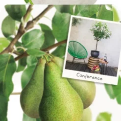 Pyrus C. 'Conference'