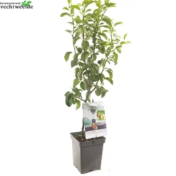 Pyrus C. 'Doyenné Du Comice' -Tuin Blik Verkoopwinkel pyrus c doyenne du comice 1500x1500 62093edb7becd l