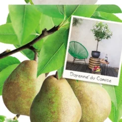 Pyrus C. 'Doyenné Du Comice'
