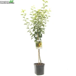 Pyrus C. 'Ksenia' -Tuin Blik Verkoopwinkel pyrus c ksenia 1500x1500 62093bf3dc0f4 l