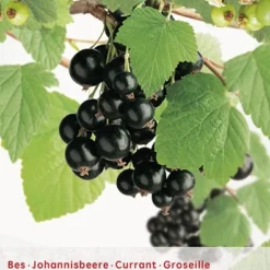 Ribes N. Zwarte Bes Leivorm Vp5