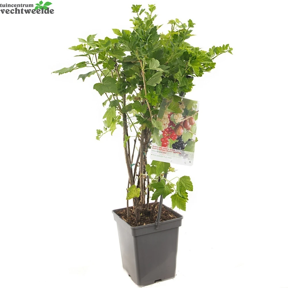 Ribes Quatrobes VP5 2 Ribes Quatrobes VP5 - Afbeelding 2