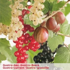 Ribes Quatrobes VP5