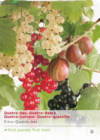 Ribes Quatrobes VP5 1 Ribes Quatrobes VP5