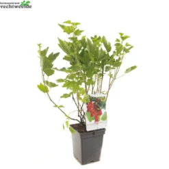 Ribes R. 'Rovada' -Tuin Blik Verkoopwinkel ribes r rovada 1500x1500 62094c3f6ccc9 l
