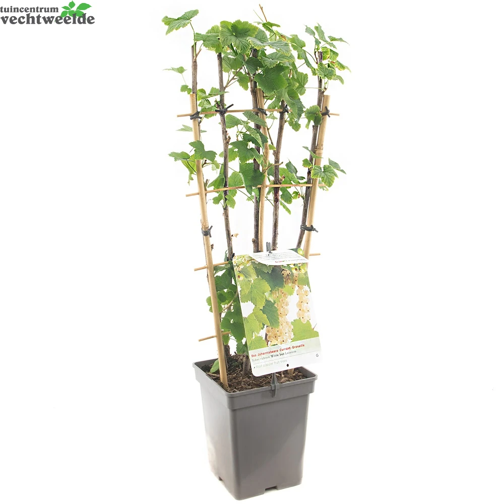 Ribes R. Witte Parel Leivorm Vp5 2 Ribes R. Witte Parel Leivorm Vp5 - Afbeelding 2