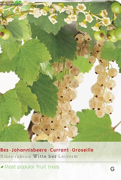 Ribes R. Witte Parel Leivorm Vp5 1 Ribes R. Witte Parel Leivorm Vp5