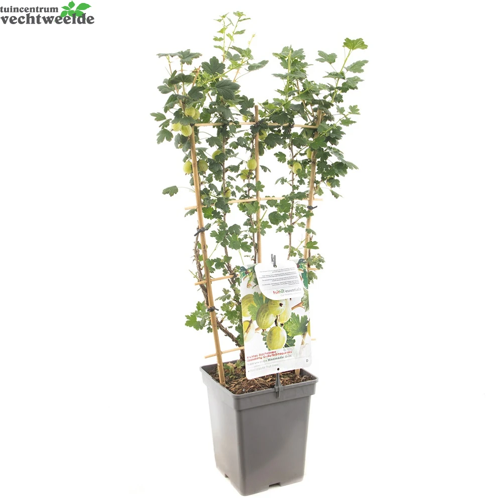 Ribes Uva Cr. Hinnonm Gron Lei Vp5 2 Ribes Uva Cr. Hinnonm Gron Lei Vp5 - Afbeelding 2