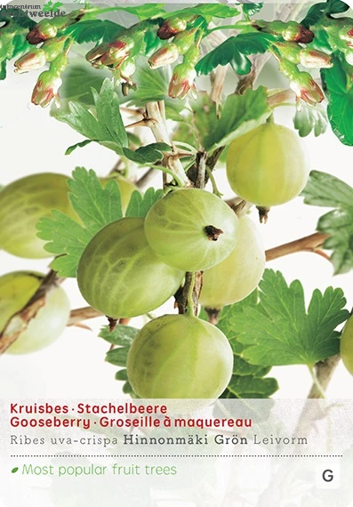 Ribes Uva Cr. Hinnonm Gron Lei Vp5 1 Ribes Uva Cr. Hinnonm Gron Lei Vp5