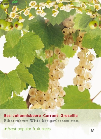Ribes 'Witte Bes' 1 Ribes 'Witte Bes'