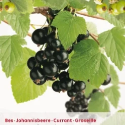 Ribes 'Zwarte Bes'