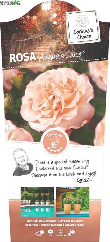 Rosa 'Augusta Luise'® 1 Rosa 'Augusta Luise'®