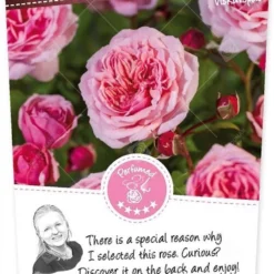 Rosa Eeuwige Passie C3RP