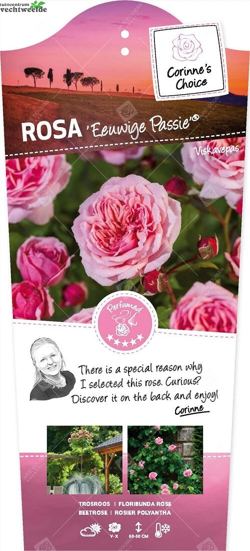 Rosa Eeuwige Passie C3RP 1 Rosa Eeuwige Passie C3RP