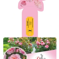 Tuin Blik Verkoopwinkel 4 Rosa 'Eisvogel'®