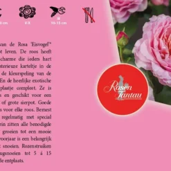 Tuin Blik Verkoopwinkel -Tuin Blik Verkoopwinkel rosa eisvogel 800x516 640b1dbe8fa2a l