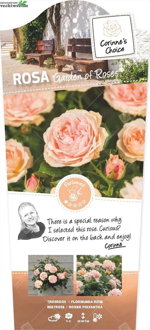 Rosa 'Garden Of Roses'®pot 24, Stam 60 1 Rosa 'Garden Of Roses'®pot 24, Stam 60