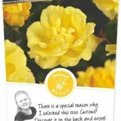 Rosa Golden Showers 4stok VP5L