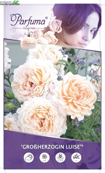 Rosa 'Grossherzogin Luise'® 1 Rosa 'Grossherzogin Luise'®